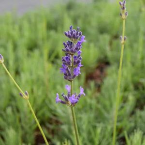 Lavandula × intermedia 'Grosso' 20-30 cm